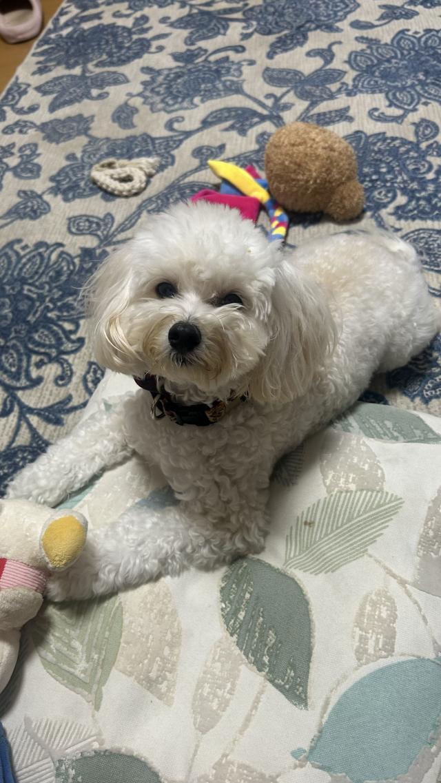 yuki