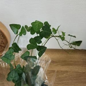 酒見久美子